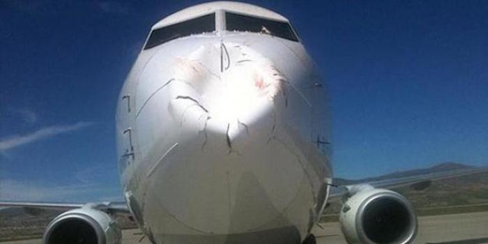 What happens when a flock of birds hits an airplane head on